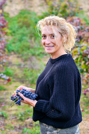 Mature young blondy farmer woman in a vineyard farmland with a bunch of grapes. Iguzkiza, Navarre,...