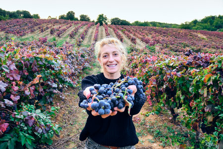 Mature young blondy farmer woman in a vineyard farmland with a bunch of grapes. Iguzkiza, Navarre, Spain, Europe.の写真素材