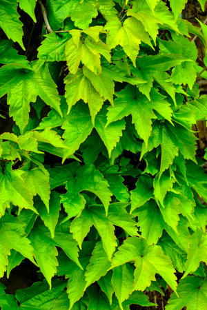 detail of green ivy leaves on a wall