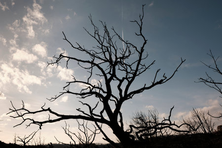 Silhouette of Burnt Tree at Sunset