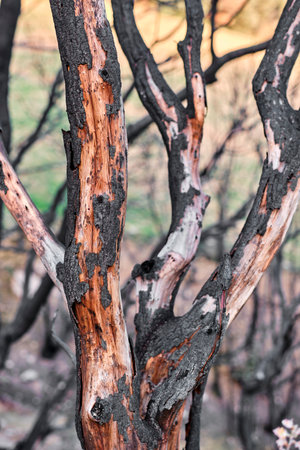 Close-Up of Charred Tree Trunks