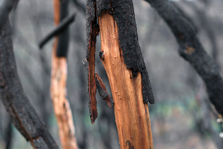 Close-Up of Charred Tree Trunk After Wildfire in Navarraの写真素材