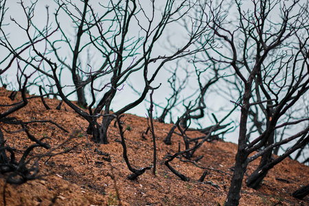 Burnt Forest Landscape After Wildfireの写真素材