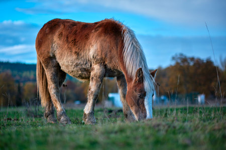Brown horse grazing in a green field under a blue skyの写真素材