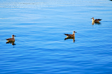 Three seagulls gracefully floating on calm blue waterの写真素材