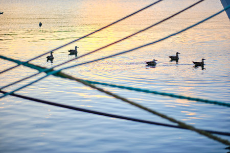Seagulls swimming on calm water at sunset through fishing netの写真素材