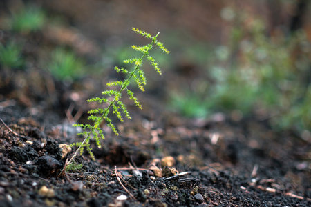 New fern growing in burned forest soil demonstrating hope and rebirthの写真素材