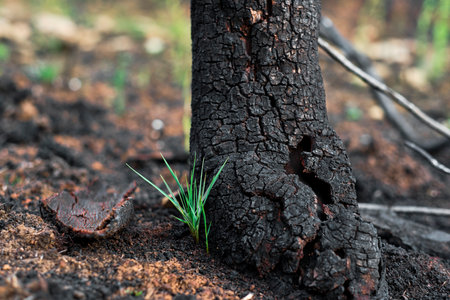 New plant growing near burnt tree after wildfire in forestの写真素材