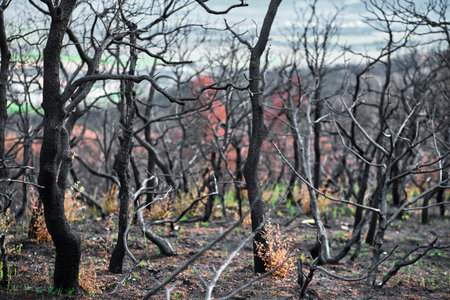 Burnt trees and grass growing in forest after wildfireの写真素材