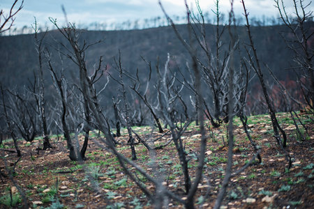 Burnt trees and grass growing in forest after wildfireの写真素材