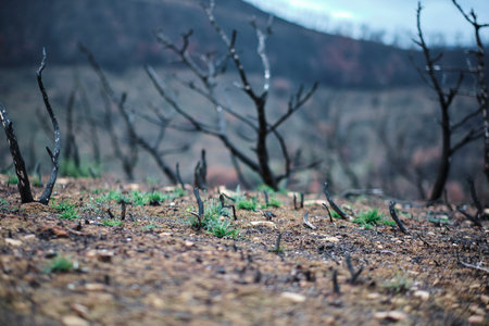 New green grass growing in burned forest showing hope and rebirthの写真素材