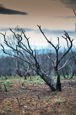 Burned trees and charred ground showing forest fire damageの写真素材