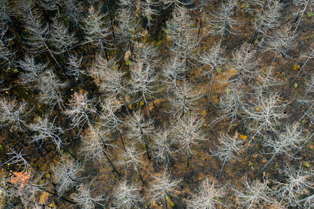 Devastating wildfire leaves charred remains of forest in legarda, navarre, spainの写真素材