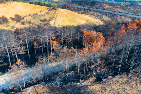 Burnt forest and fields in legarda, navarre, spain after wildfireの写真素材