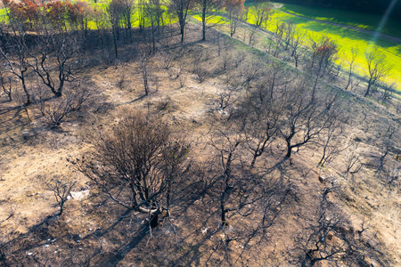 Wildfire devastating trees in legarda, navarre, spain, leaving a barren landscapeの写真素材