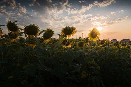 Close up on dry sunflowers field at sunset with beautiful sky and warm colors cloudy sky and sun raysの写真素材