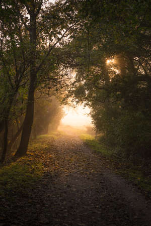 Foggy sunrise in a woods during autumn foliage and colors