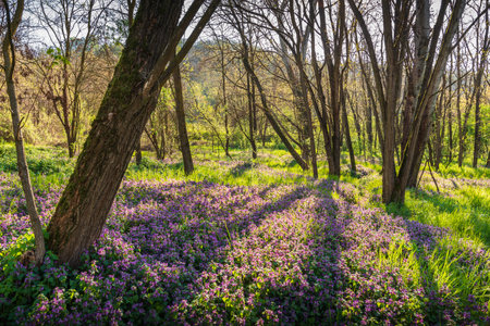 Nature Italian forest with trees violet flowers plants and grassの写真素材