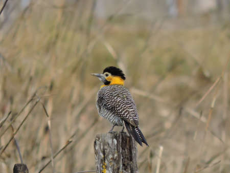 Campo flicker (Colaptes campestris) is a species of bird in the woodpecker family.の写真素材