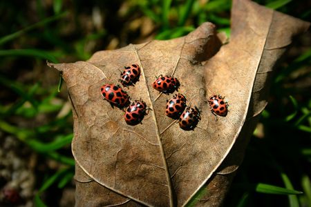 Ladybugs on a leaf