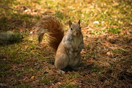 Friendly Squirrel