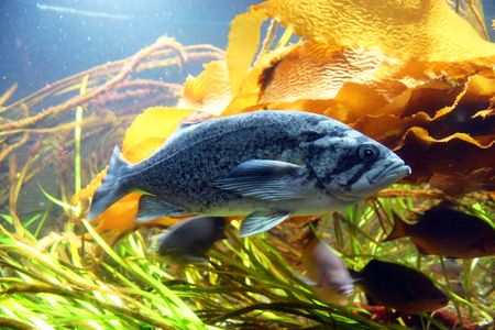 Swimming blue fish in a large aquiarium