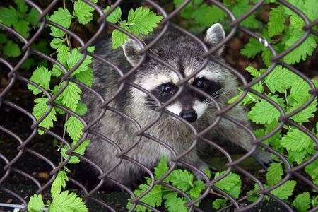Medium size racoon begging for food from behind a fenceの写真素材