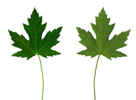 Isolated macro green tree leaf
