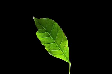 Isolated macro green tree leafの写真素材
