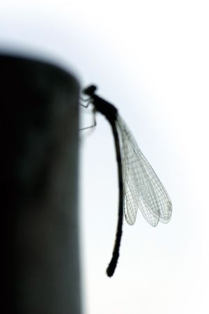 Beautiful sunset on the beach in the DominicanLarge dragonfly silhouetted sitting on a poleの写真素材