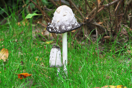 Agaricus comatusの写真素材
