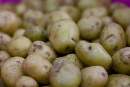 new potatoesの写真素材