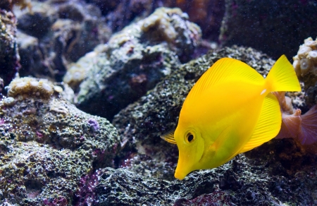 Yellow Tang or 'Zebrasoma Flavescens'の写真素材