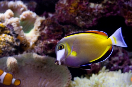 Powder brown tang or Acanthurus japonicus