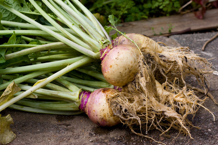 freshly picked swedesの写真素材