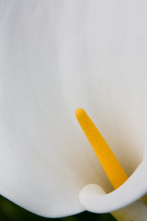 white lily. の写真素材