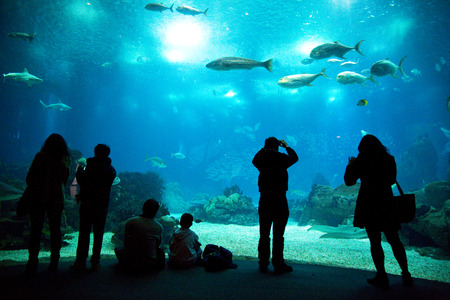 LISBON, PORTUGAL- January 12th, 2015: The interior of the aquarium in Lisbon on the 12th of january 2015 Lisbon, Portugal. The lisbon aquarium is the 2nd biggest in europe.のeditorial素材