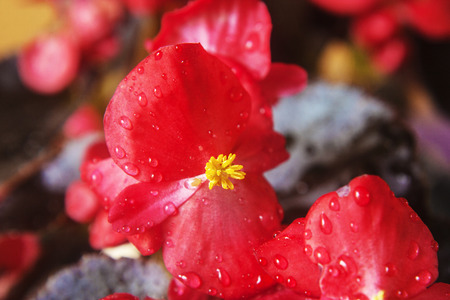 Flowerの写真素材