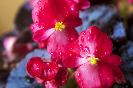 Red Flowersの写真素材