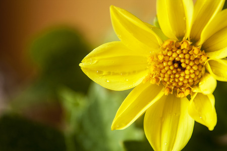 Yellow flowerの写真素材