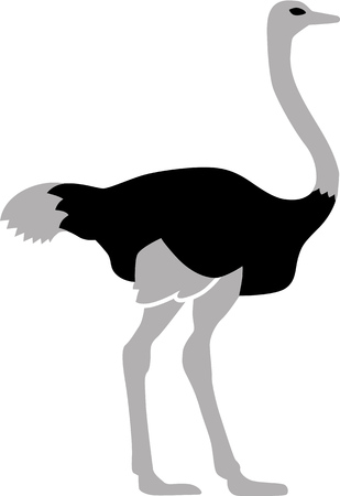 Ostrich birdのイラスト素材