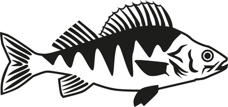 Perch fishのイラスト素材
