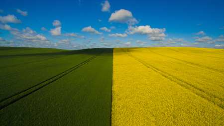 rape field