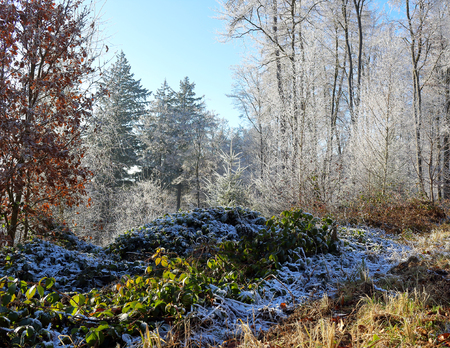 Frost in the woods under a blue skyの写真素材