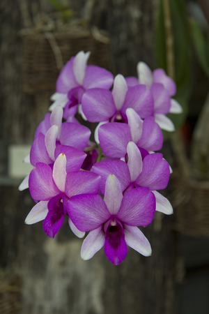Orchids in natureの写真素材