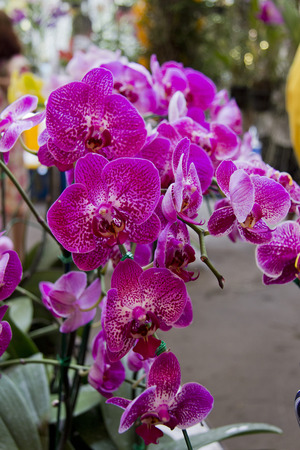 Orchids の写真素材