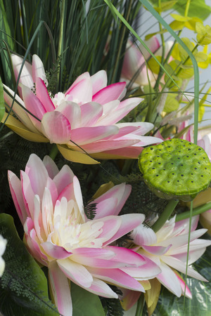 Lotus Model in Garden  Model material make from fabric ,cloth and Moreの写真素材