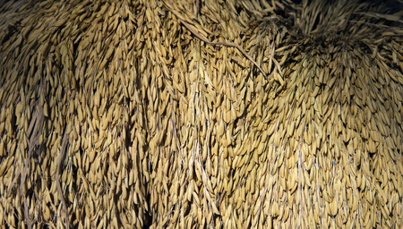 Thailand rice  Spike  is paddy  will cooking is white rice の写真素材