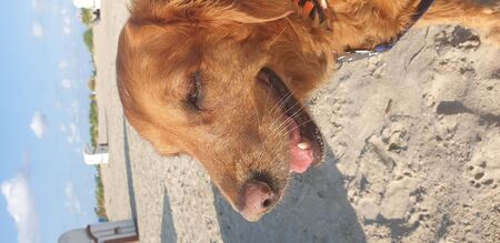Head of a Female Golden Retriever 9 years oldの写真素材