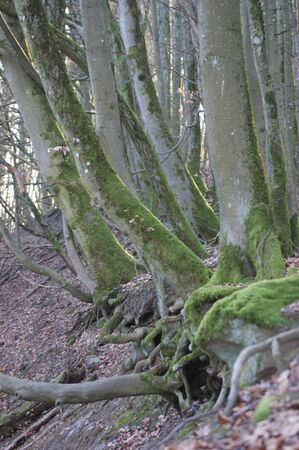 Forest with trees and their rootsの写真素材